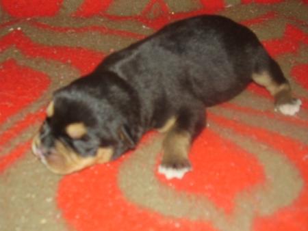bebe rotweiller